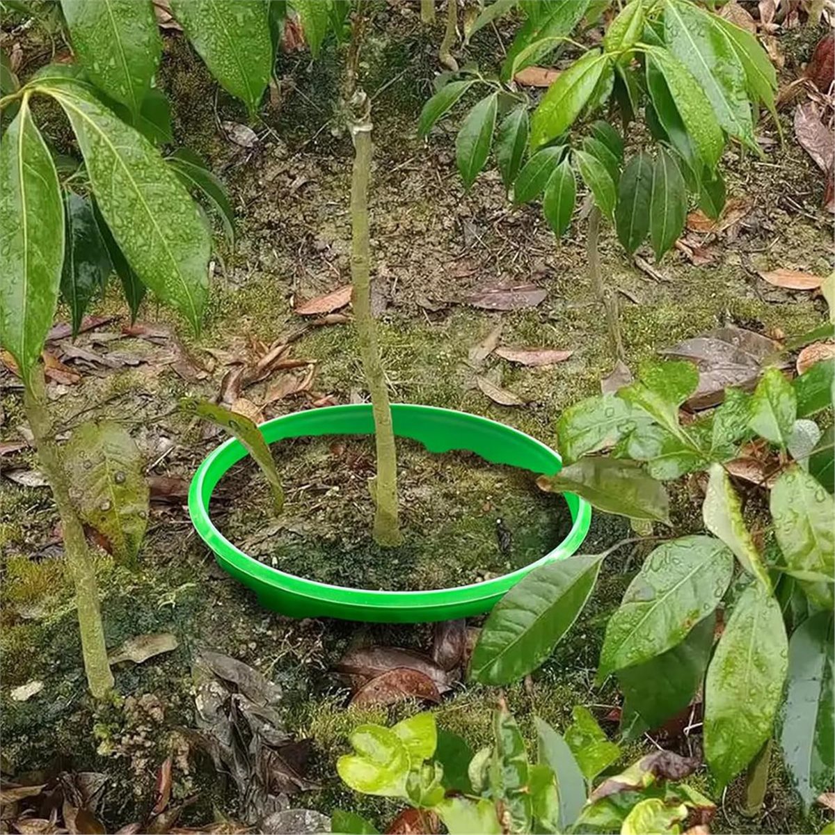 Gardening Tools Deals - АКЦИЯ: 4 защитных кольца для растений