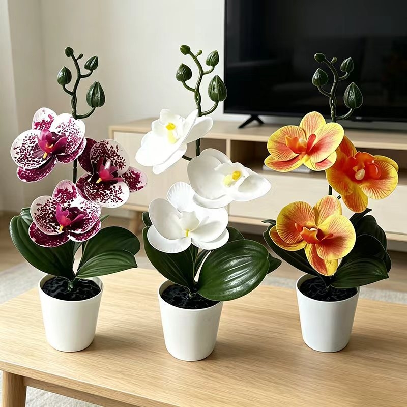 Orchid Potting Mix - Мини-орхидея-бабочка в горшке с 3 цветами,